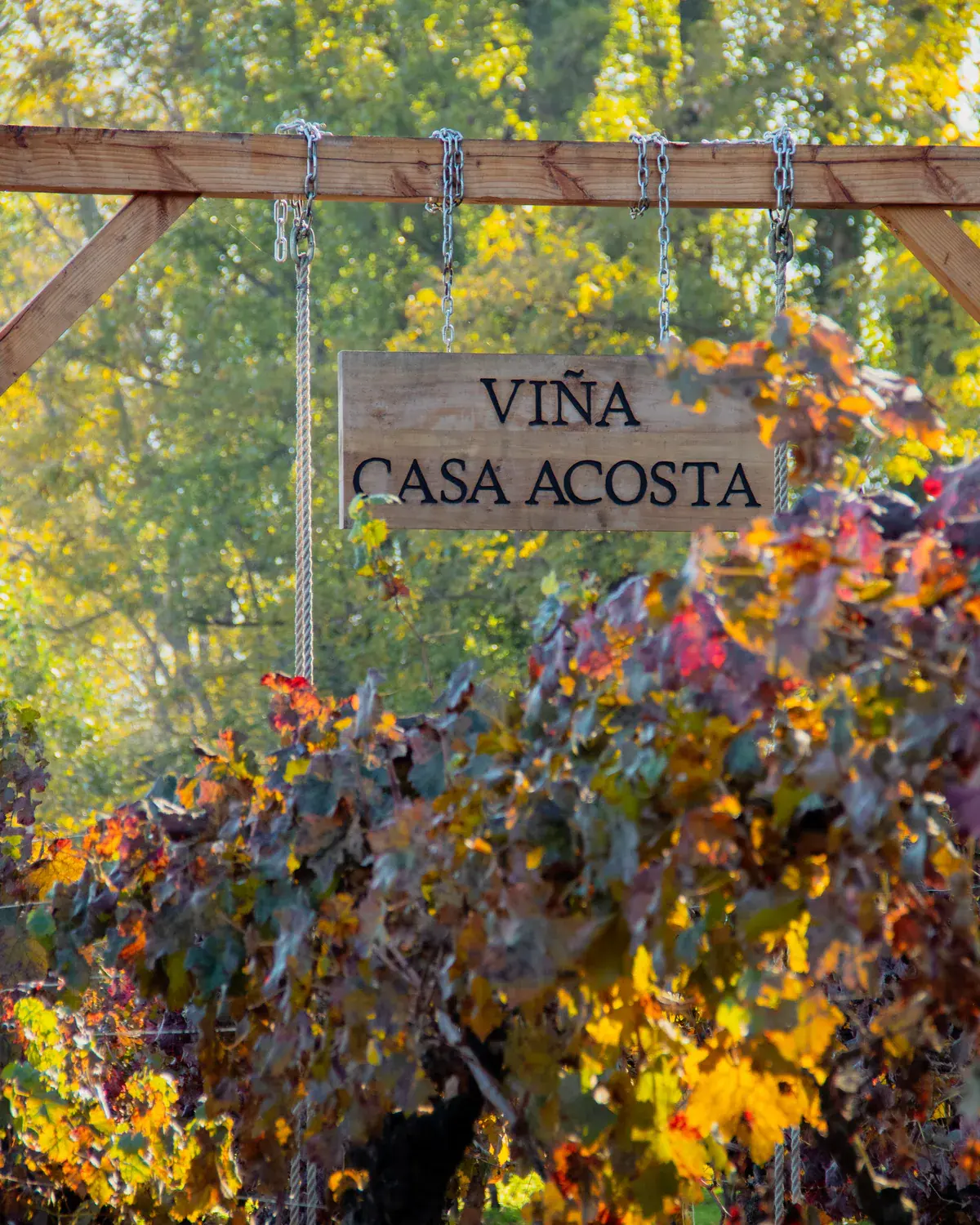 Viña Casa Acosta sign among the vines