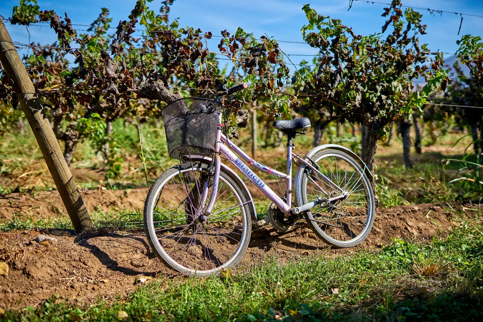 A retro bicycle with a basket leaning against a post among the estate's vines